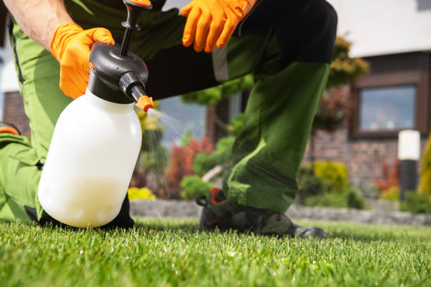 Wasp Removal Services in Hugo, MN